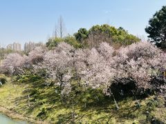 -青枫公园
