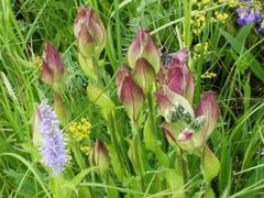 -塞罕坝国家级自然保护区