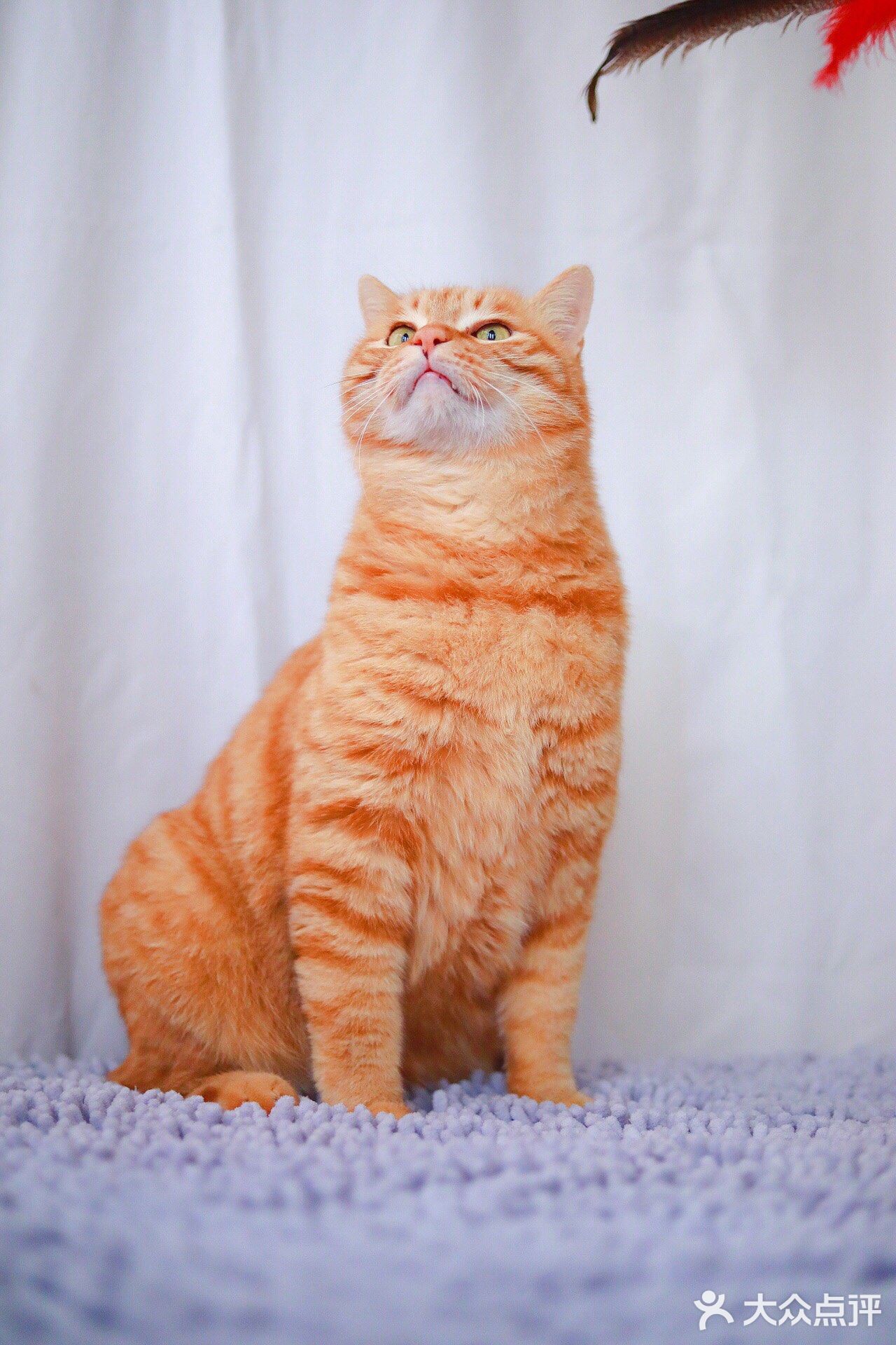 北京猫咪免费领养🐱胖大橘凰儿同学