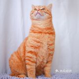 北京猫咪免费领养🐱胖大橘凰儿同学