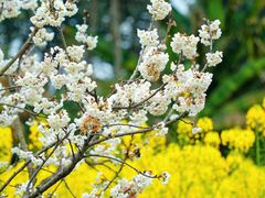 -中国天府农业博览园