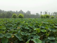 -燕郊植物园