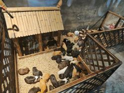 -酷嗒动物文化乐园(cutezoo西溪乐天城店)