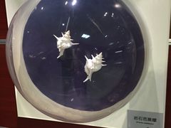 -青岛贝壳博物馆