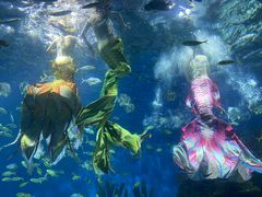 -海合安武汉极地海洋公园