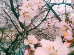 -桃花堤公园