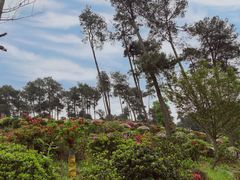 -南山植物园