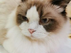 -滚猫咖啡·猫咖·猫友好撸猫(未来城店)