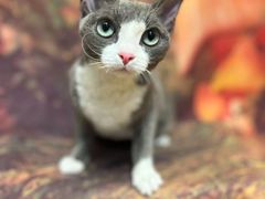 -佐罗家宠物馆·猫文化馆(紫霞路店)