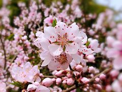 -金鸡湖桃花岛