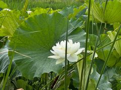 -普者黑风景区-青龙山