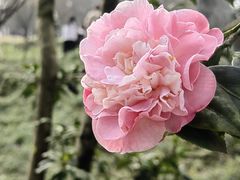 -南山植物园