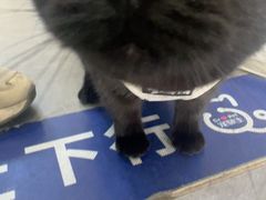 -宠颐生宠物医院·犬猫全科·皮肤科(商业街店)
