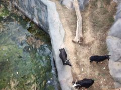 -武汉动物园