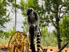 -北京野生动物园