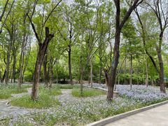 -塘沽森林公园