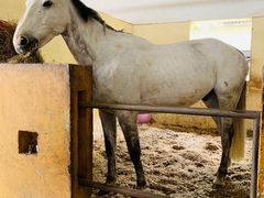 -松声马术俱乐部