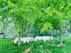 -北京野生动物园