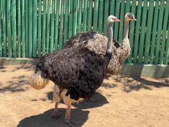 -西霞口神雕山野生动物世界