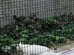 -三里屯东五街银杏大道