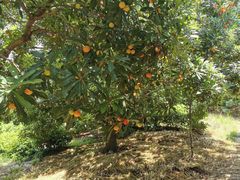 -西山樟坞健康果园枇杷杨梅采摘