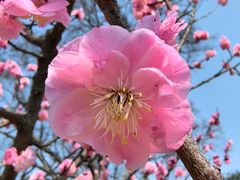 -梅花山(明孝陵内)
