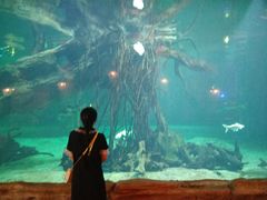 -华夏文旅海洋公园