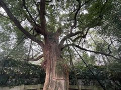 -杭州植物园