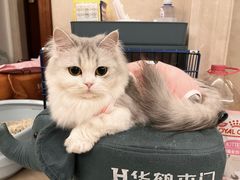 -FAELING PETS美天灵宠物(富力广场店)
