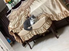 -美联众合动物医院·24h转诊中心