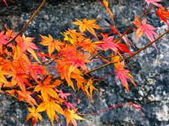 -山王坪喀斯特国家生态公园