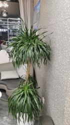 点击看大图 -七分屋LA·烫发·染发·剪发