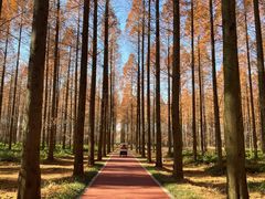 -黄海国家森林公园