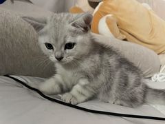 -创凡宠物医院·骨专科  猫科中心(西乡分院)