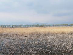 -野鸭湖国家湿地公园