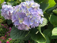 -深圳国际园林花卉博览园