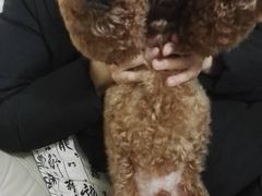 -Oh My Dog宠物沙龙(伊珊娜皮毛护理店)
