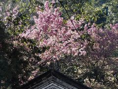 -寂照庵