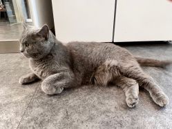 点击看大图 -飛凡TATTOO纹身•原创