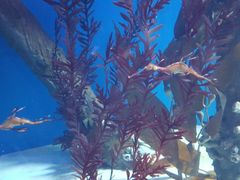 -悉尼海洋生物水族馆