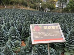 -松山湖梦幻百花洲
