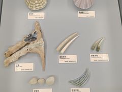 -天津古林古海岸遗迹博物馆