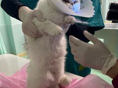 -北京观赏动物医院·24小时大型综合·猫专科·异宠专科