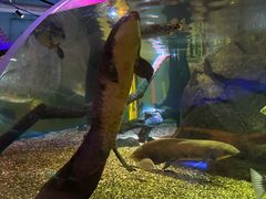 -悉尼海洋生物水族馆
