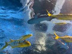 -太平洋海底世界