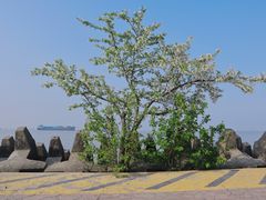 -上海滨江森林公园