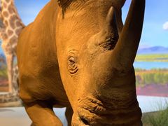 -贝林大翅鲸简餐厅(国家海洋博物馆店)