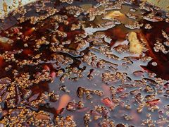 -胖子鱼·天水麻辣鱼火锅(秦州407店)