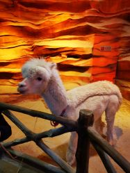 -酷嗒动物文化乐园(cutezoo西溪乐天城店)