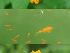 -西北湖绿化广场